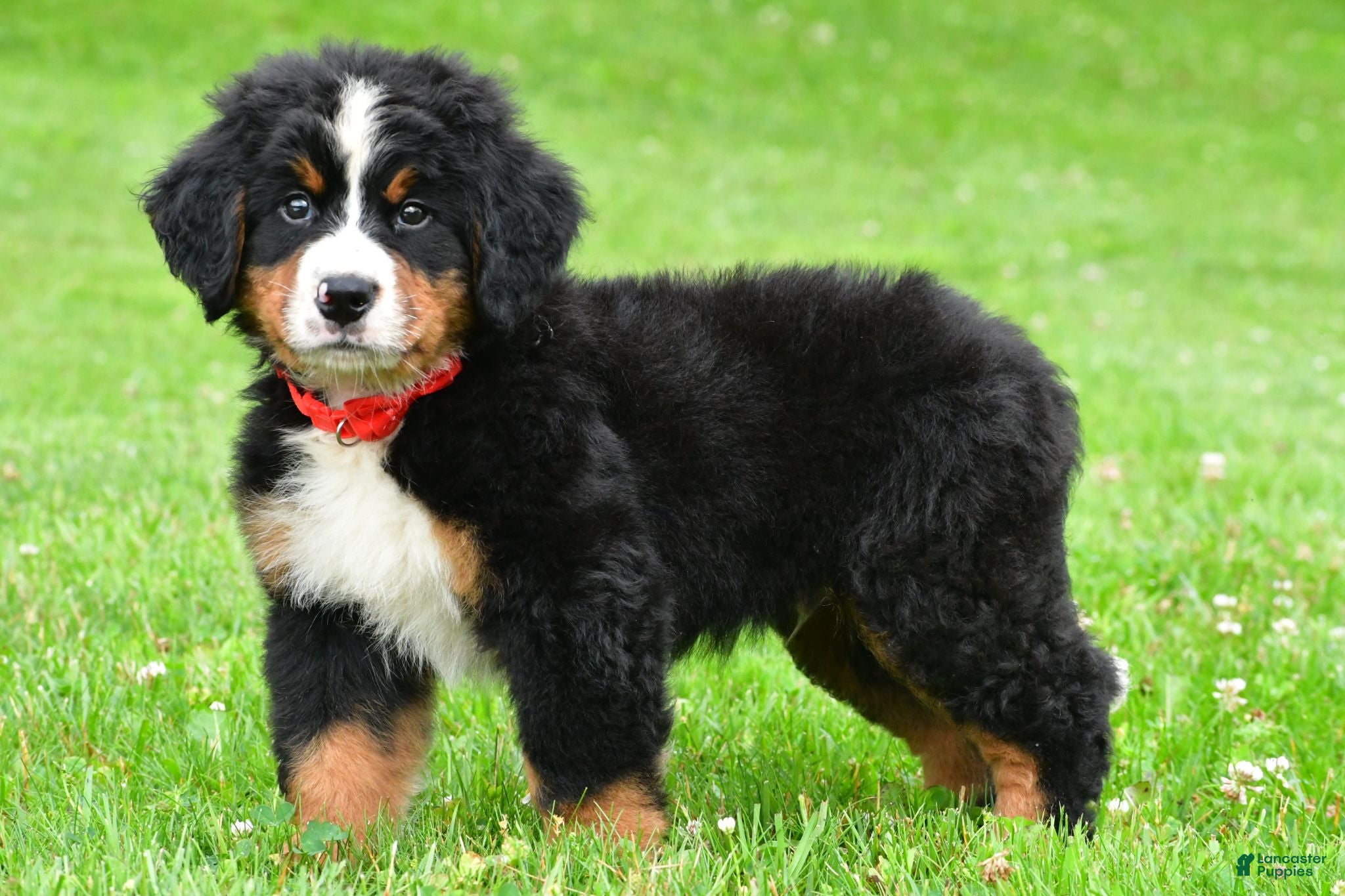 Bernese Mountain Dog dogs Nickle - Ad 2
