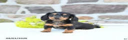 Miniature Dachshund dogs for sale: Blossom - Ad 3