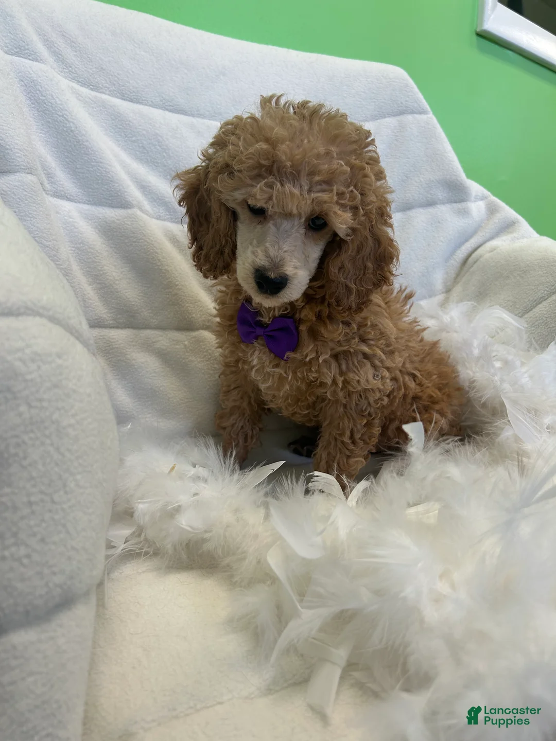 Toy Poodle dogs for sale: Toy Poodle Puppy 1 - Ad 5