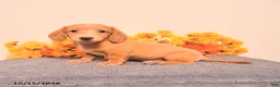Miniature Dachshund dogs for sale: Odin - Ad 5