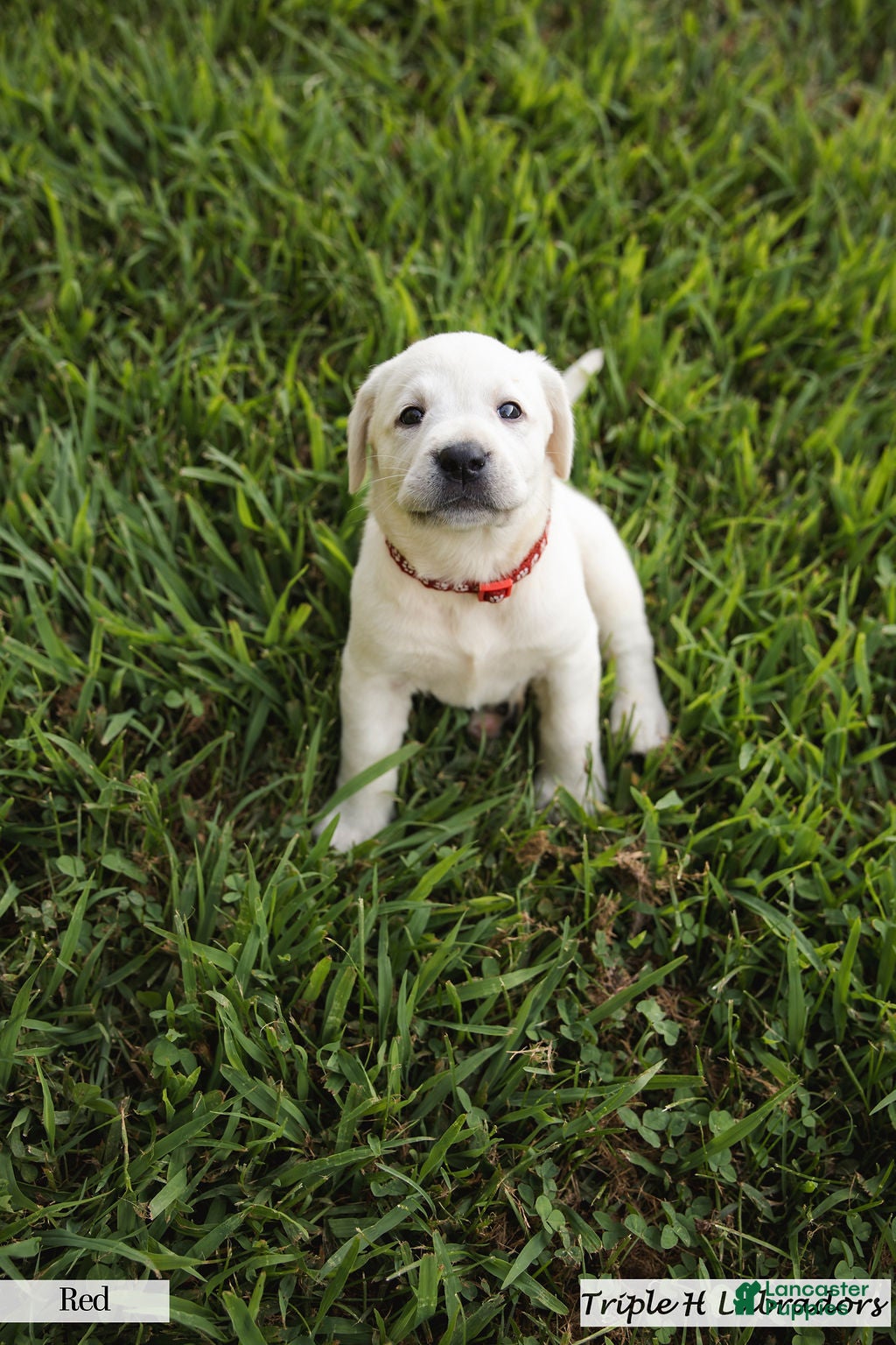 Labrador Retriever dogs Red Collar - Ad 1