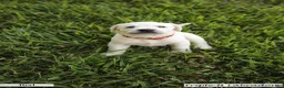 Labrador Retriever dogs for sale: Red Collar - Ad 1
