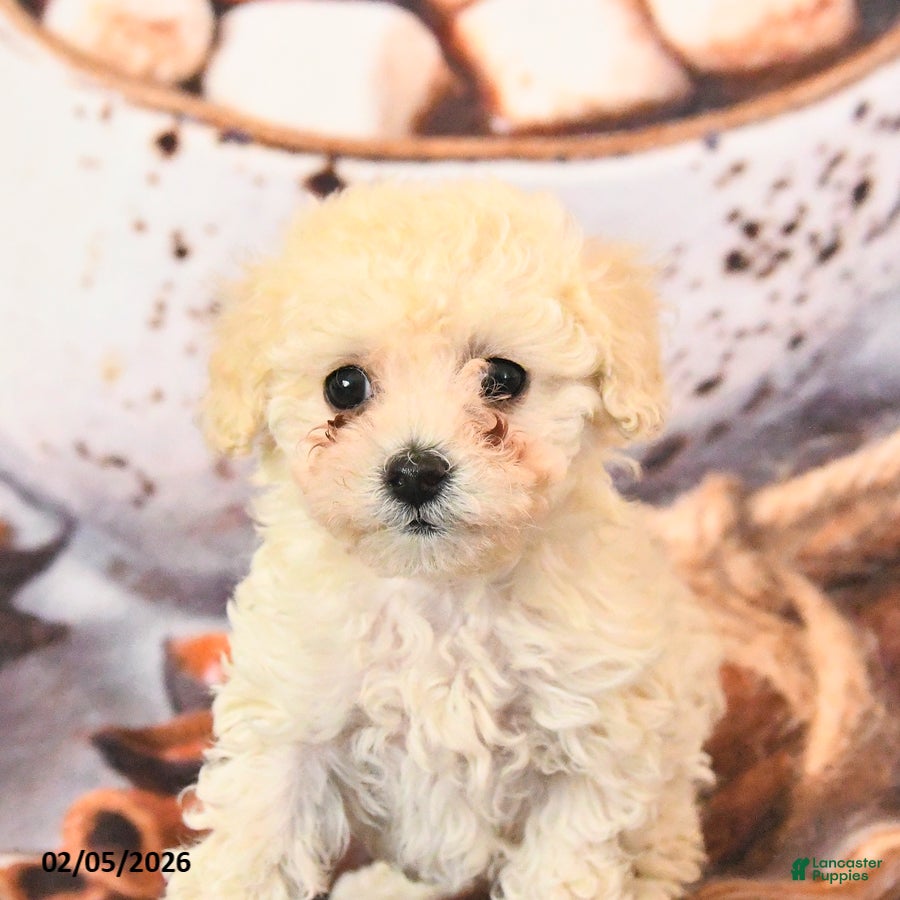 Toy Poodle dogs Angel - Ad 2