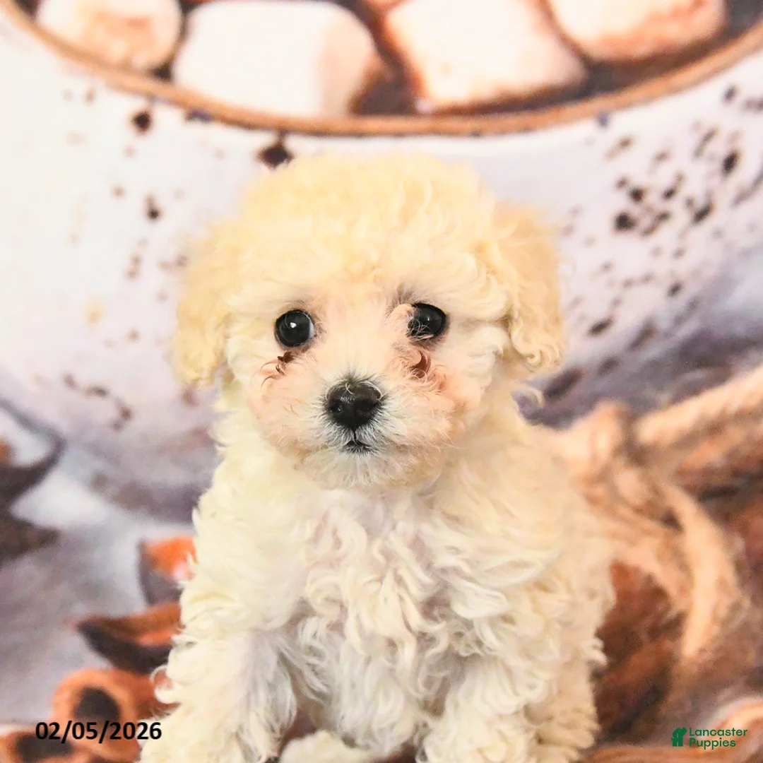 Toy Poodle dogs for sale: Angel - Ad 2
