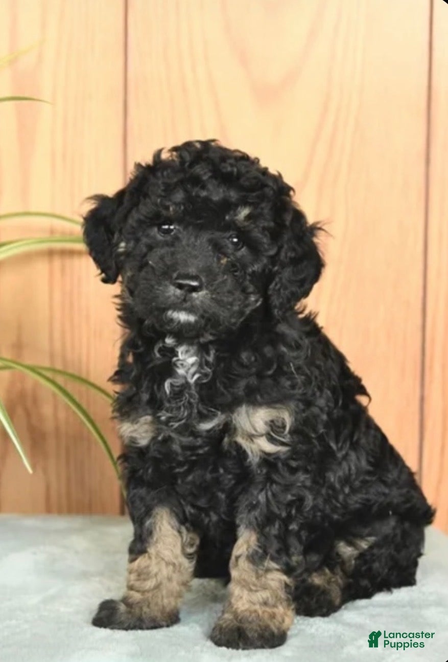 Mixed Breed dogs Vayda - Ad 10