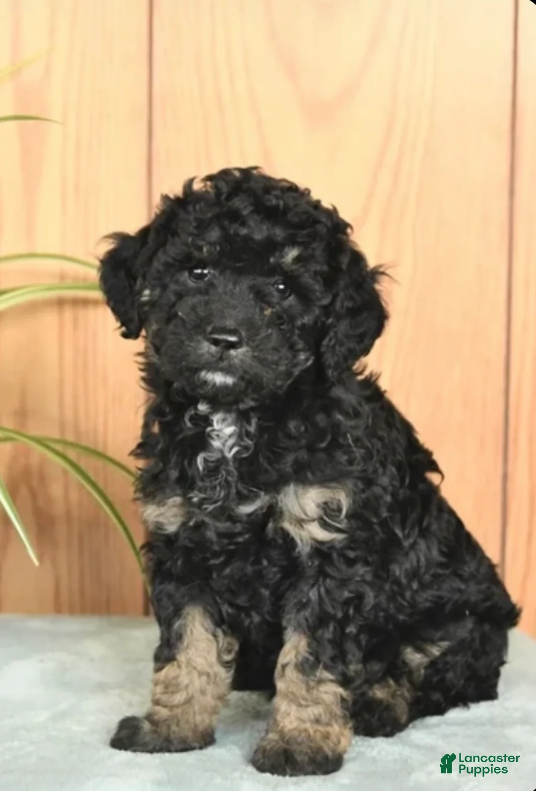 Mixed Breed dogs for sale: Vayda - Ad 1