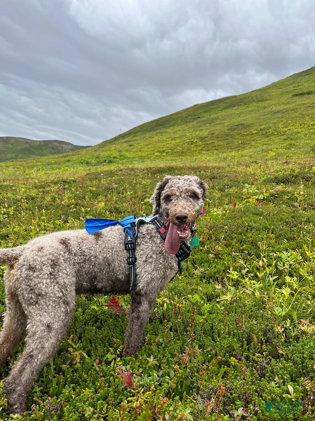 Goldendoodle dogs for sale: Mozzarello - Ad 2