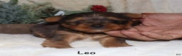 Yorkshire Terrier dogs for sale: Leo - Ad 1