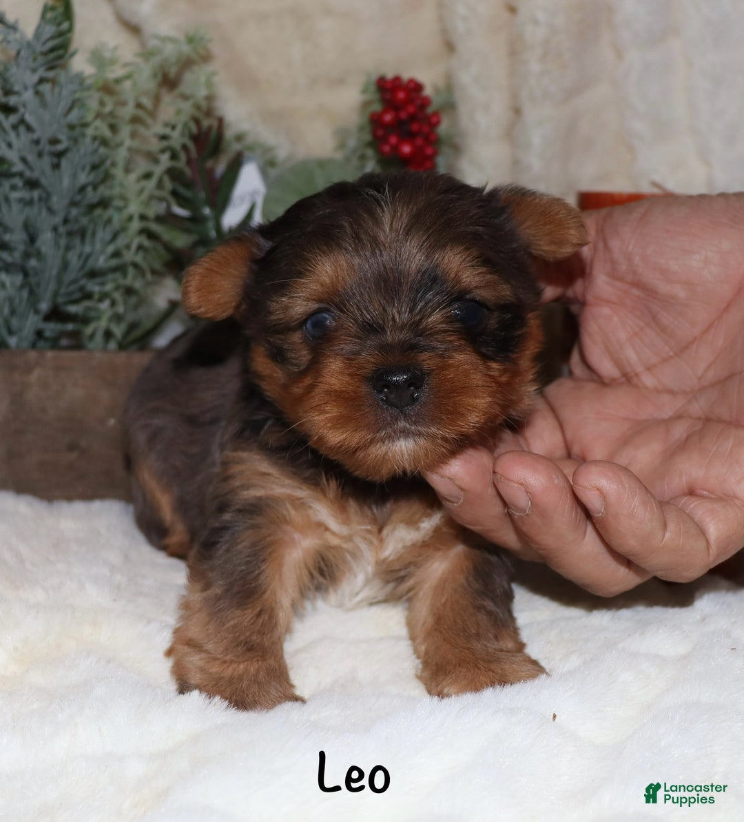 Yorkshire Terrier dogs for sale: Leo - Ad 1