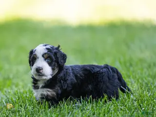 Bernedoodle dogs for sale: Briggs Bernedoodle Puppy - Ad 4