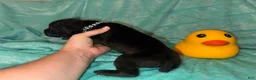 Cane Corso dogs for sale: Black Collar Male - Ad 3