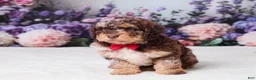 Mini Goldendoodle dogs for sale: Chief - Ad 1