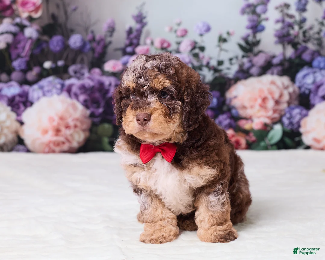Mini Goldendoodle dogs for sale: Chief - Ad 1