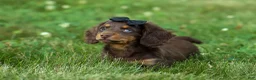 Miniature Dachshund dogs for sale: MAX - Ad 6