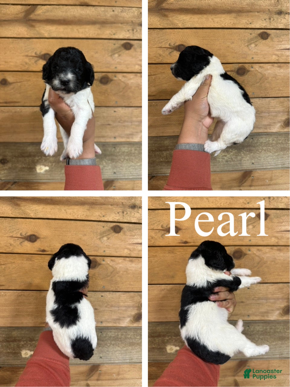 Mixed Breed dogs Pearl - Ad 1