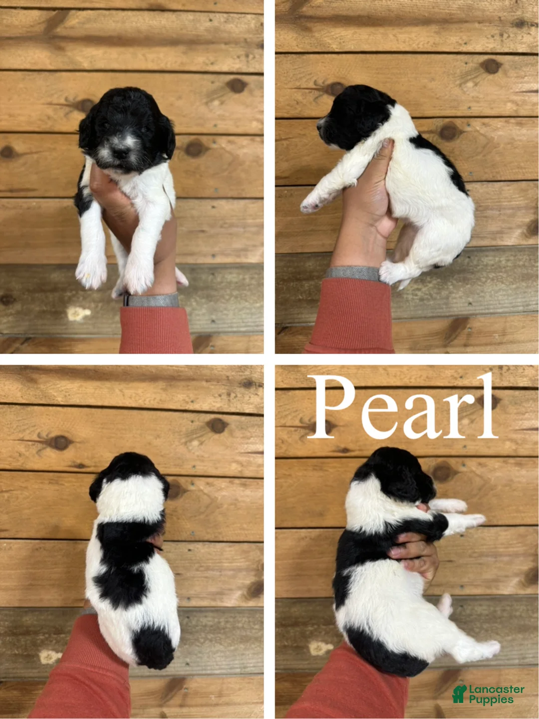Mixed Breed dogs for sale: Pearl - Ad 1