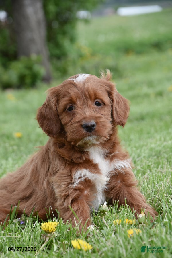 Cockapoo dogs Candace - Ad 1