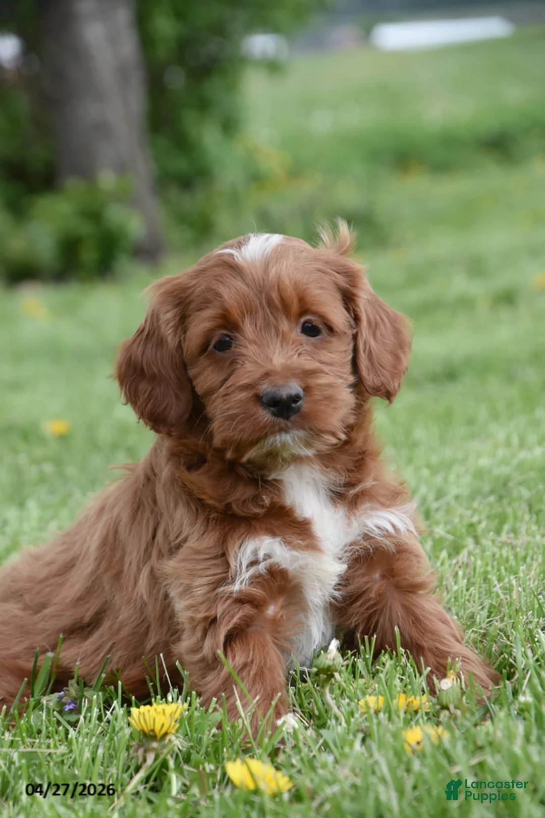 Cockapoo dogs for sale: Candace - Ad 1