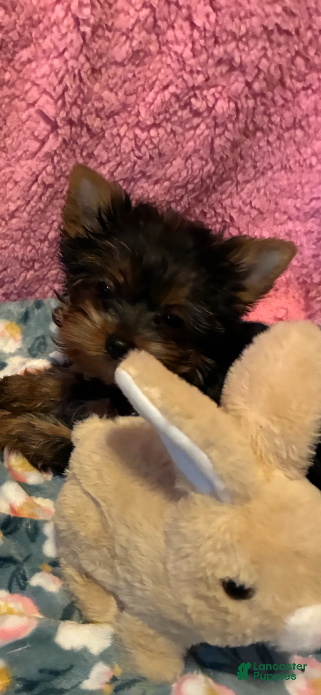 Yorkshire Terrier dogs for sale: Yorkshire Terrier Puppy 2 - Ad 1