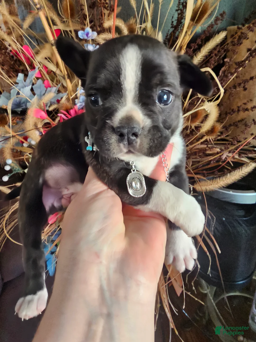 Mixed Breed dogs for sale: Rambo Frenchie Chihuahua - Ad 2