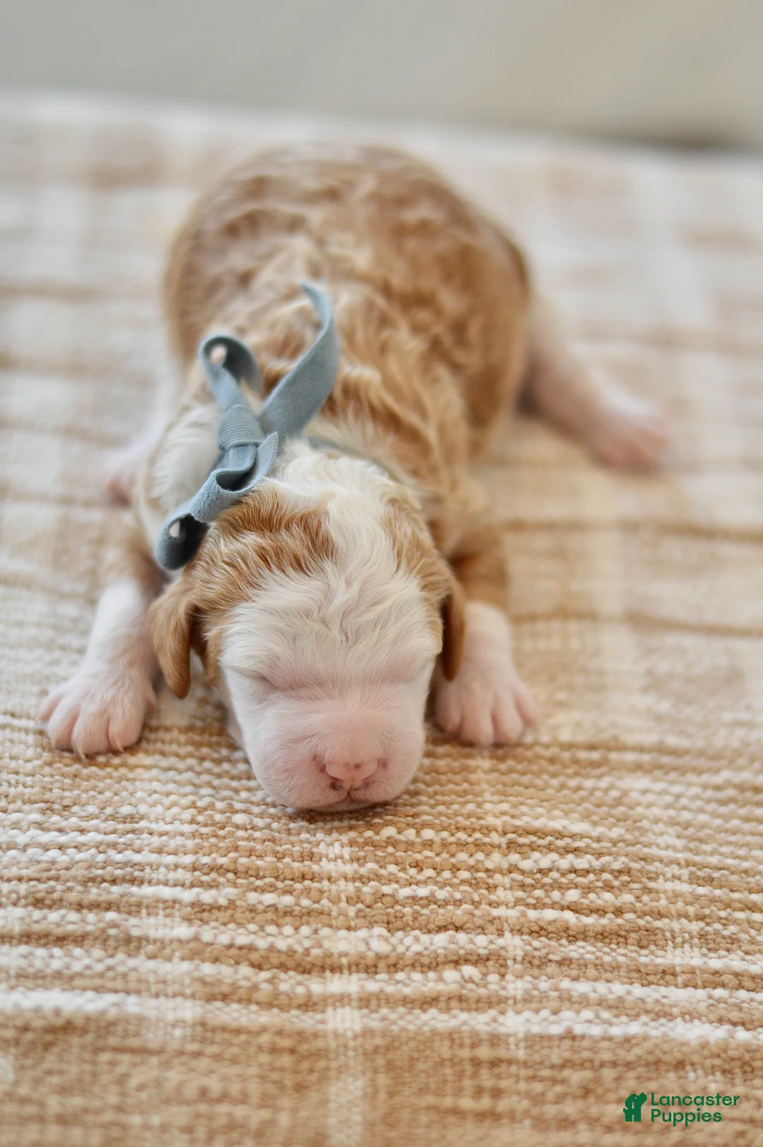 Goldendoodle dogs for sale: Basil - Ad 3