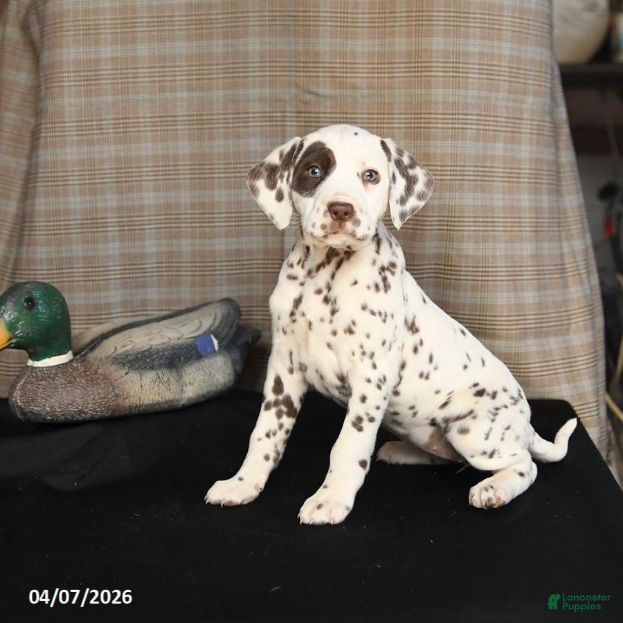 Dalmatian dogs Daisy - Ad 2