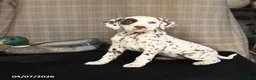 Dalmatian dogs for sale: Daisy - Ad 2