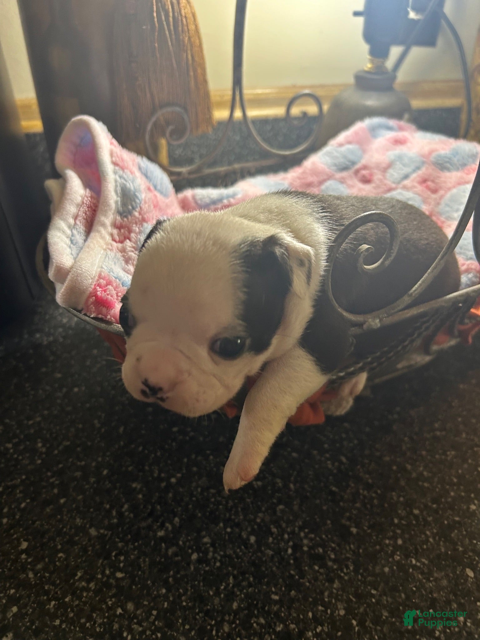 Boston Terrier dogs Boston Terrier 9 - Ad 23