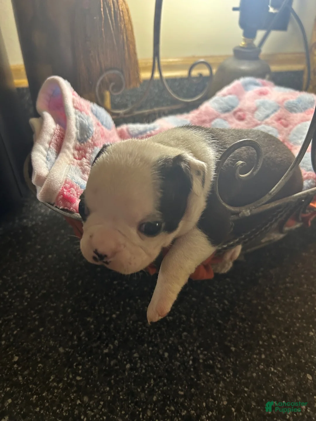 Boston Terrier dogs for sale: Boston Terrier 9 - Ad 1