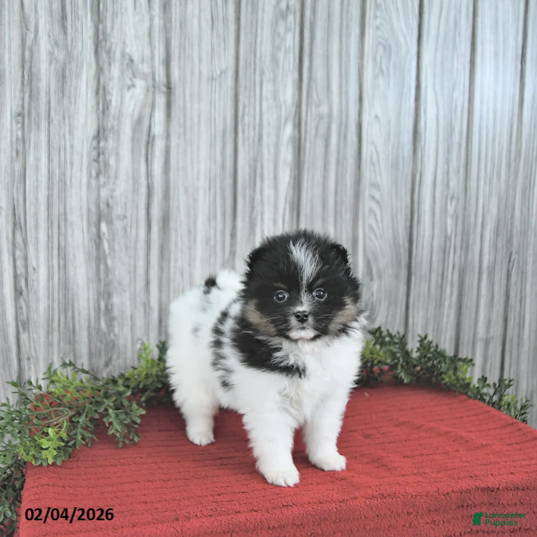 Pomeranian dogs for sale: Cory - Ad 1