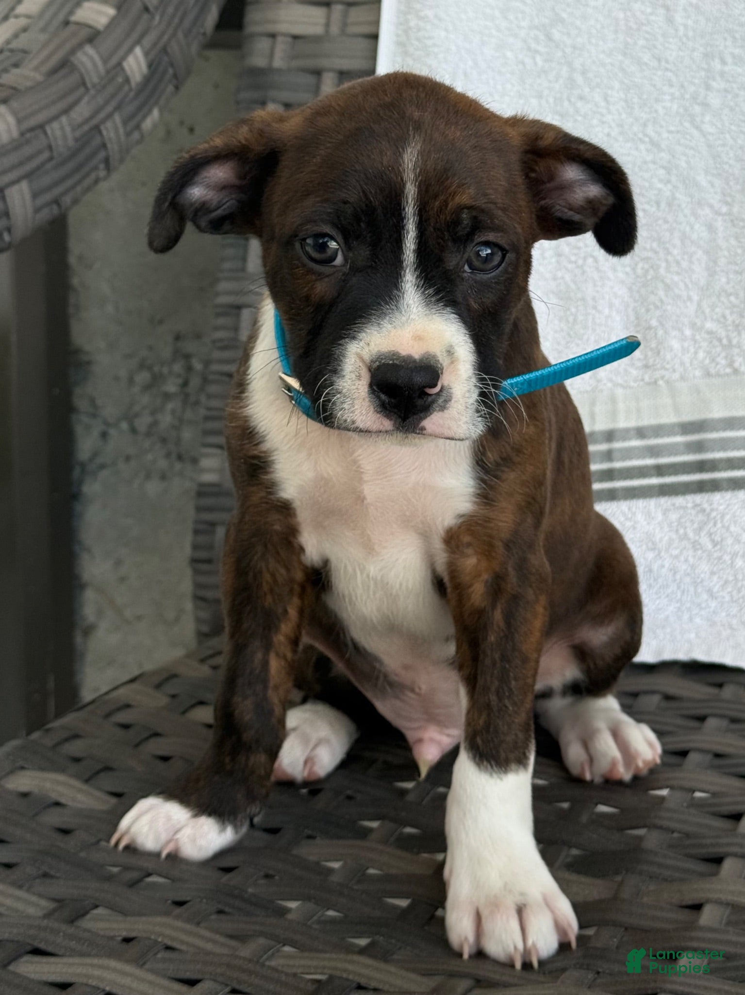 Mixed Breed dogs Gilbert  - Ad 1