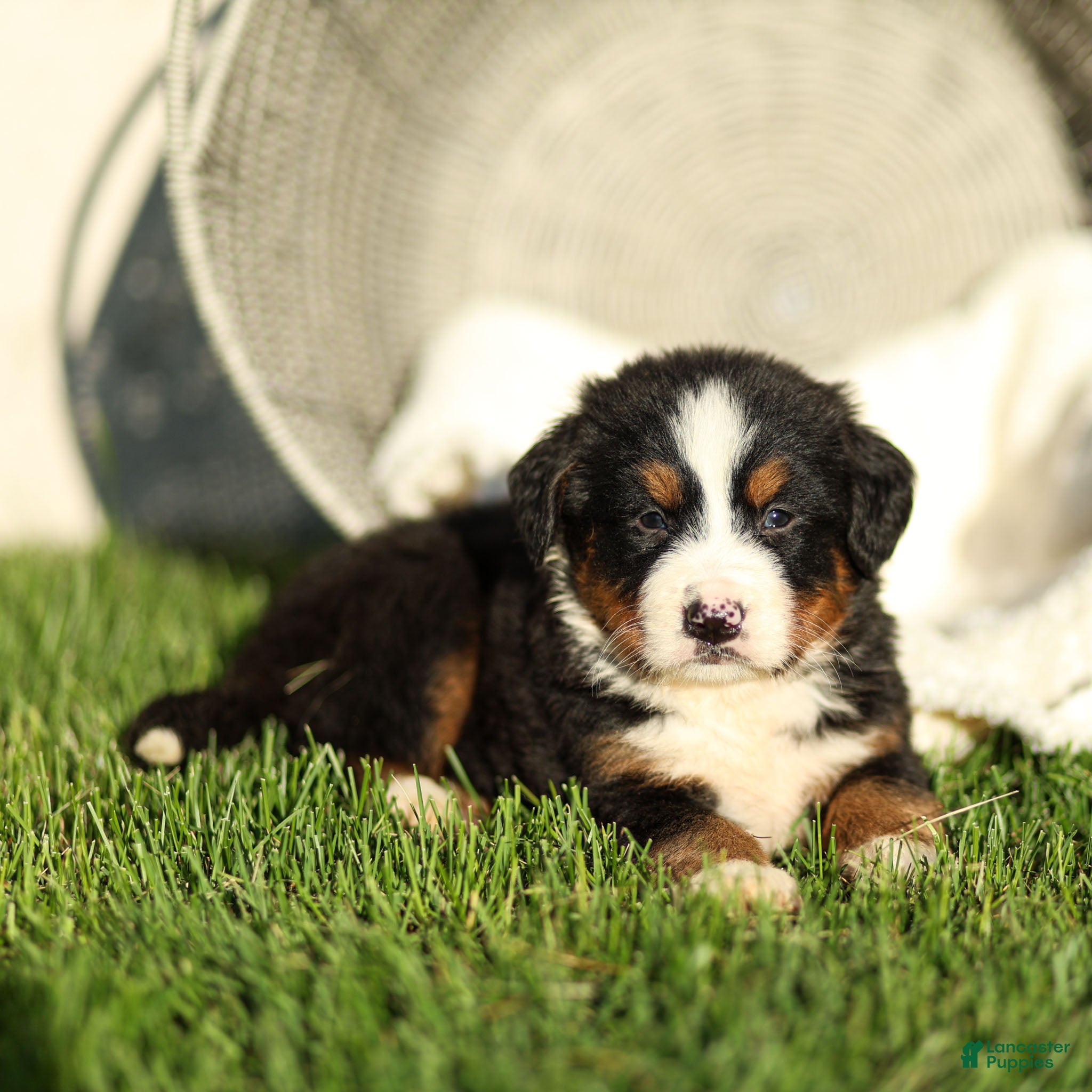 Bernese Mountain Dog dogs Janette Bernese Mountain Dog  - Ad 2