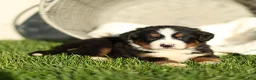 Bernese Mountain Dog dogs for sale: Janette Bernese Mountain Dog  - Ad 2