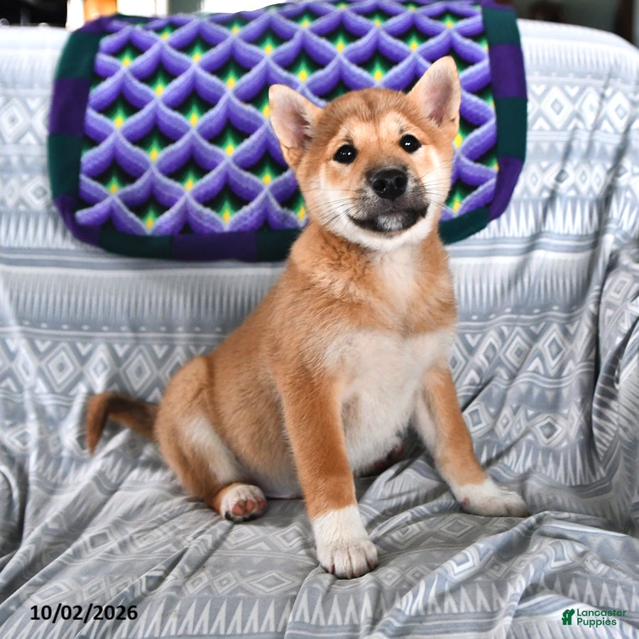 Shiba Inu dogs Sailor - Ad 2