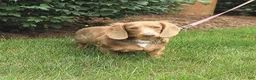 Miniature Dachshund dogs for sale: Lill - Ad 6