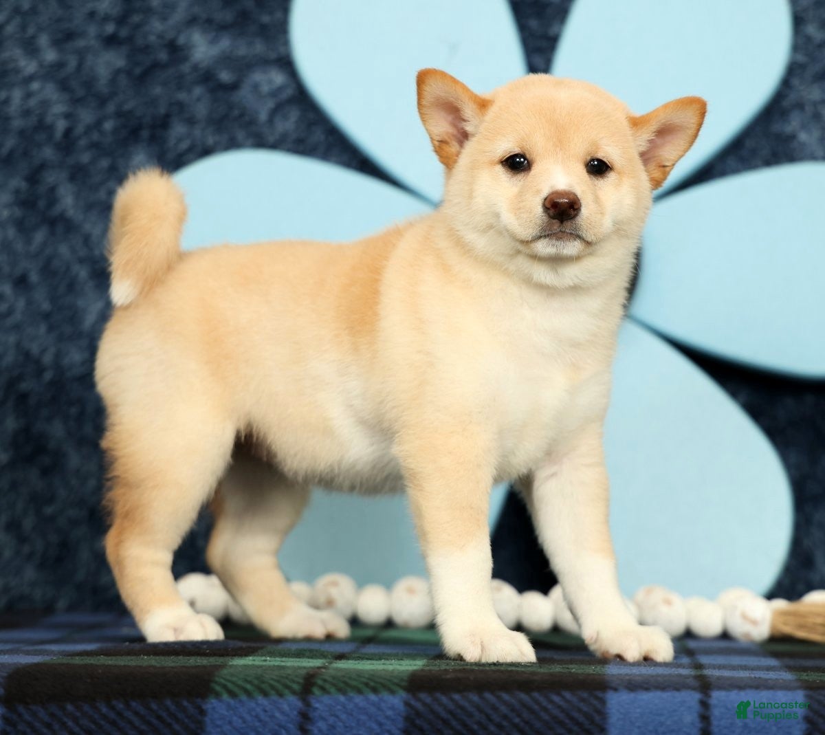 Shiba Inu dogs Kelsey - Ad 2