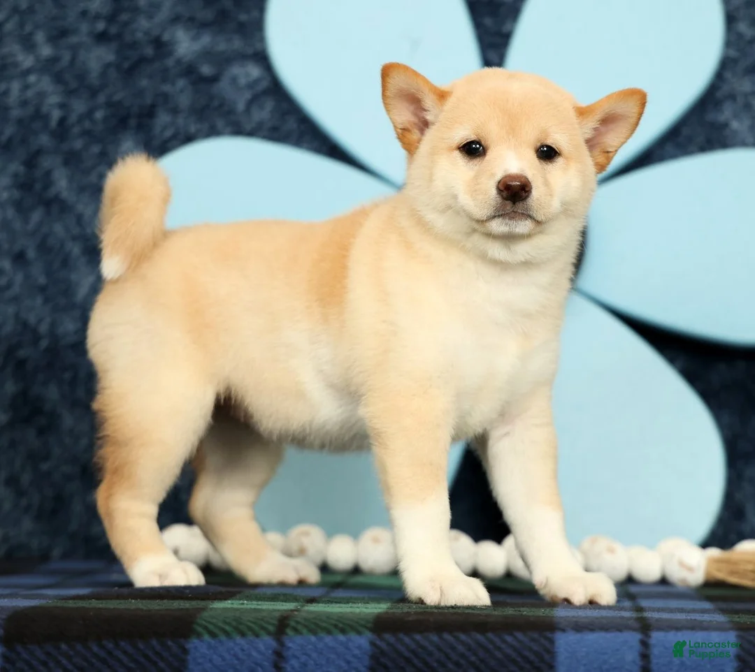 Shiba Inu dogs for sale: Kelsey - Ad 2