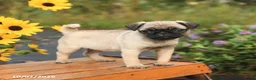 Pug dogs for sale: Nora - Ad 3