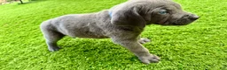 Mixed Breed dogs for sale: Mixed Breed Puppy 10 (dark blue) - Ad 8
