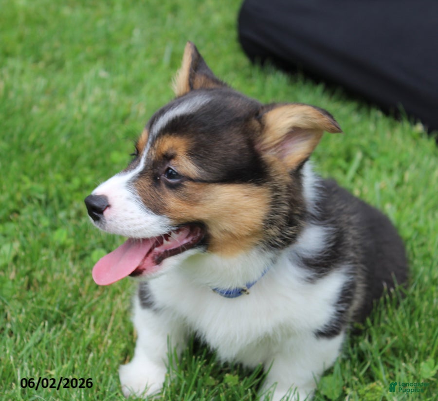 Welsh Corgi Pembroke dogs for sale: Duke - Ad 7