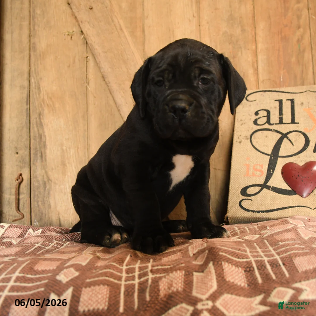 Cane Corso dogs for sale: Rollie - Ad 3