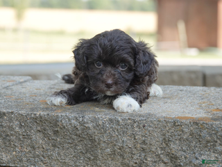 Mixed Breed dogs - Ad 9