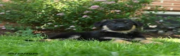 German Shepherd dogs for sale: Stella  - Ad 3