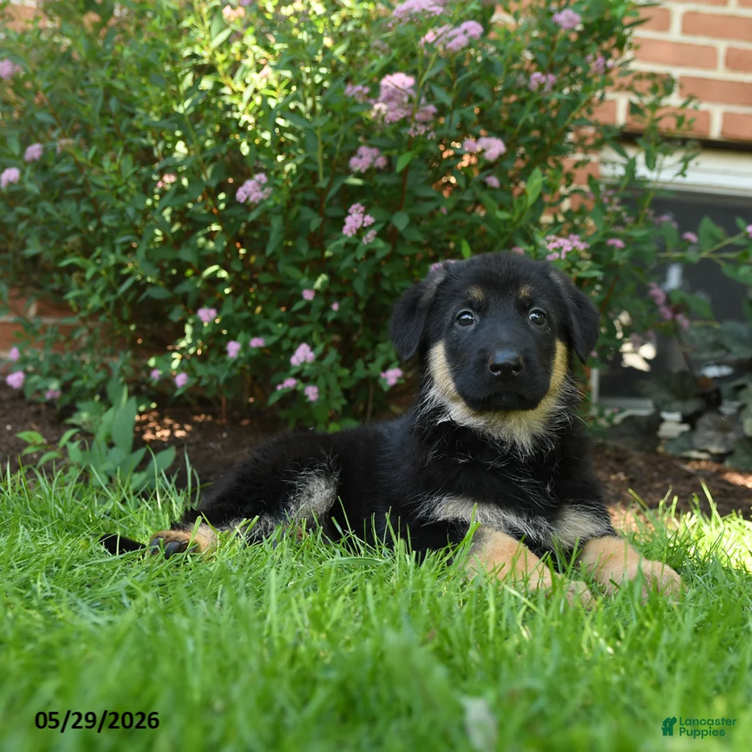 German Shepherd dogs for sale: Stella  - Ad 3