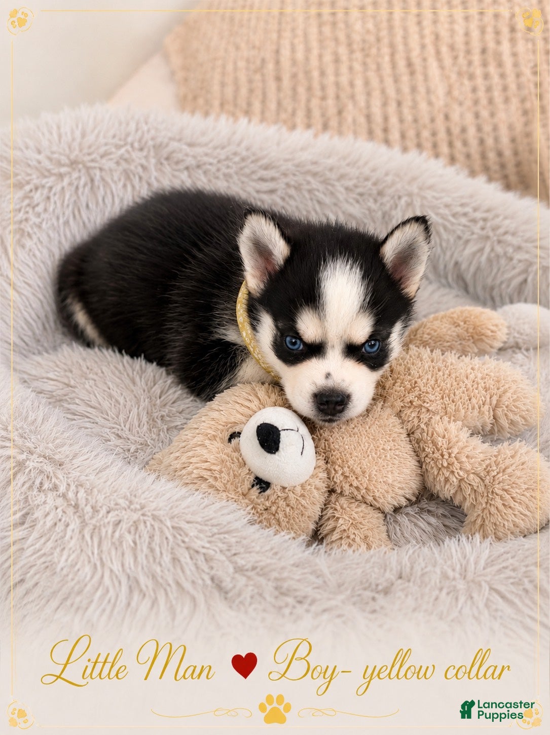 Pomsky dogs Little Man - Yellow Collar  - Ad 20