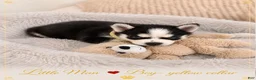 Pomsky dogs for sale: Little Man - Yellow Collar  - Ad 1
