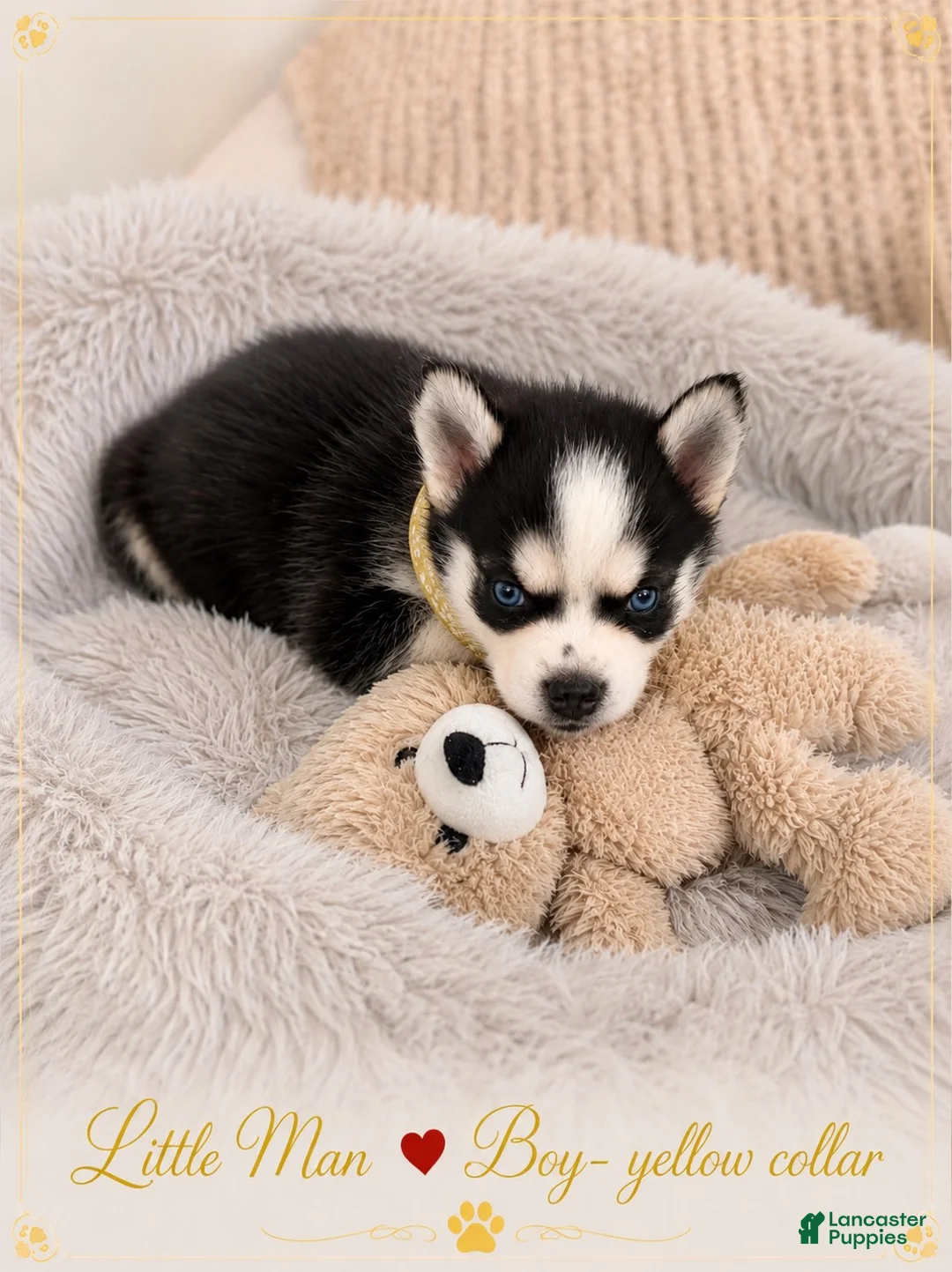 Pomsky dogs for sale: Little Man - Yellow Collar  - Ad 1