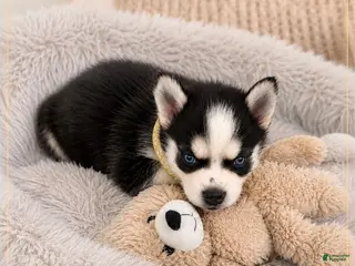 Pomsky dogs Little Man - Yellow Collar - Ad 20