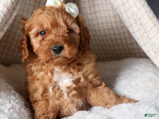 Cavapoo dogs OREO - Ad 21