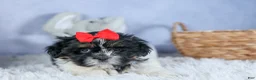 Shih Tzu dogs for sale: HENRY - Ad 11